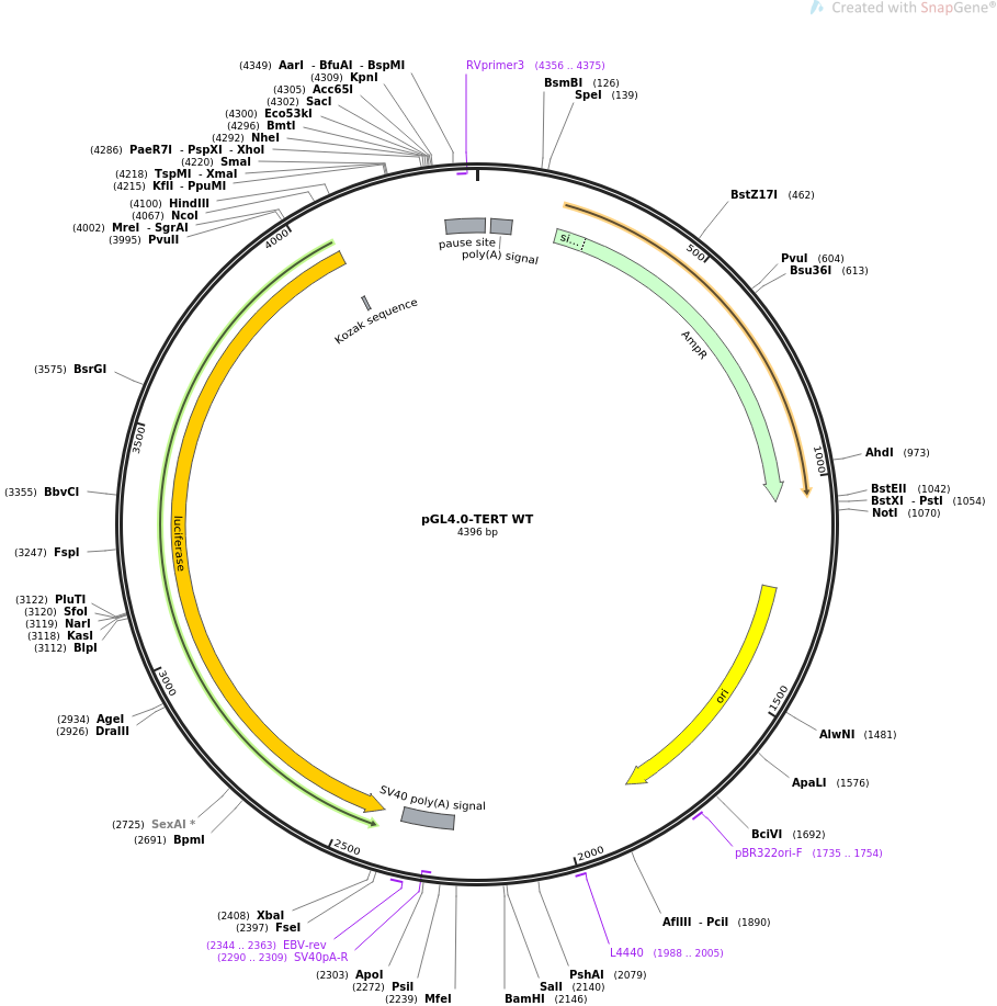 pGL4.0-TERT WT质粒图谱